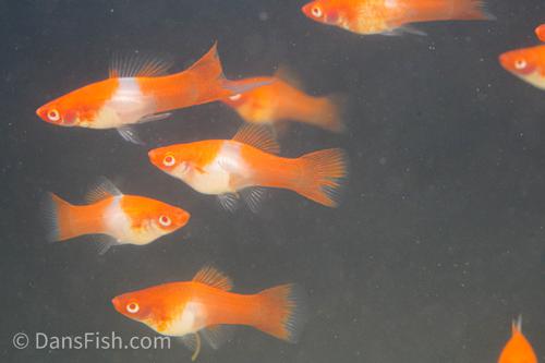 Albino Koi Swordtail -Breeding Group, Breeding Group (1M5F)