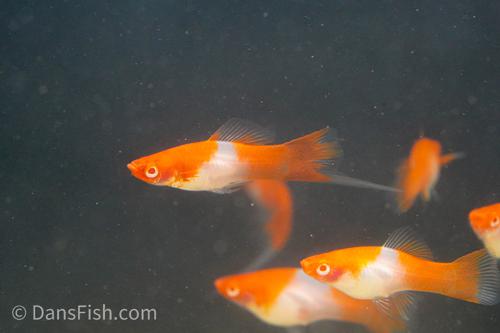 Albino Koi Swordtail -Breeding Group, Breeding Group (1M5F)