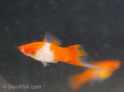 Albino Koi Swordtail -Breeding Group, Breeding Group (1M5F)
