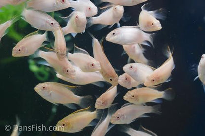 Albino Kribensis