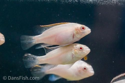Albino Kribensis