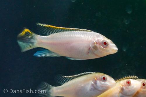 Albino Kribensis