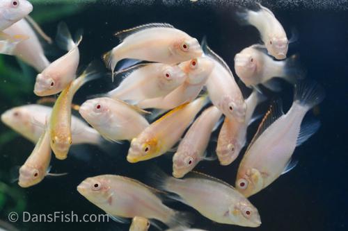 Albino Kribensis