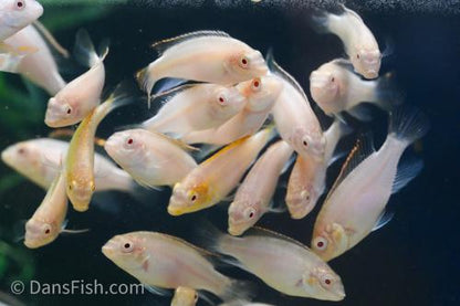 Albino Kribensis