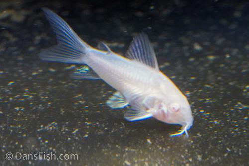 Longfin Albino Cory aeneus