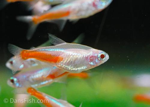Albino Neon Tetra