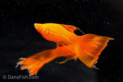 Albino Orange High-Fin Veiltail Swordtail, Female