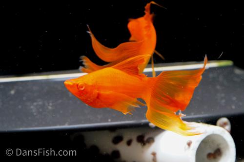 Albino Orange High-Fin Veiltail Swordtail, Female