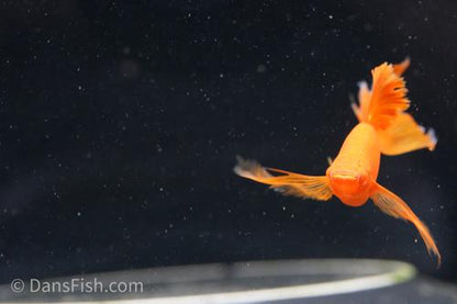 Albino Orange High-Fin Veiltail Swordtail, Female