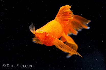Albino Orange High-Fin Veiltail Swordtail, Female