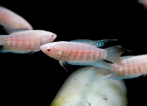 Albino Paradise Fish