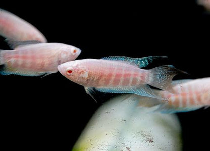 Albino Paradise Fish