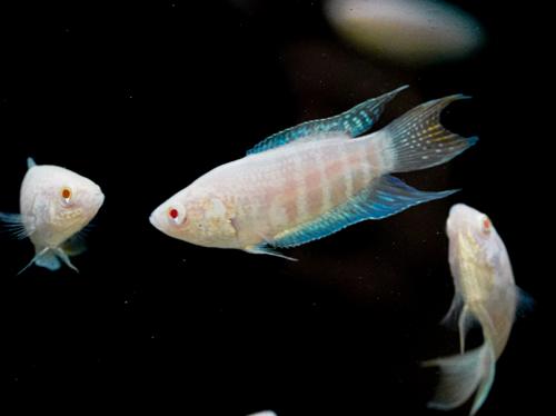 Albino Paradise Fish