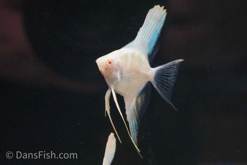 Albino Peruvian Angelfish