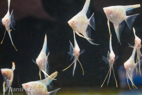 Albino Peruvian Angelfish