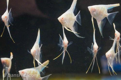 Albino Peruvian Angelfish