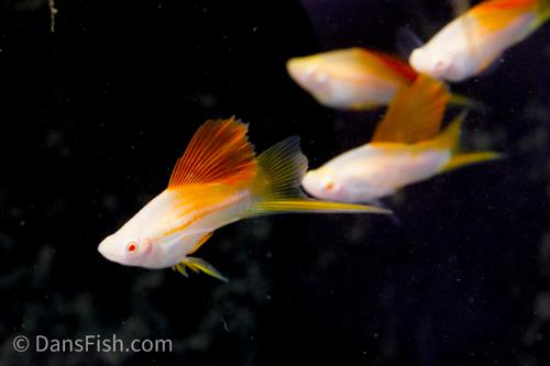 Albino Pineapple High-fin Swordtail, Male