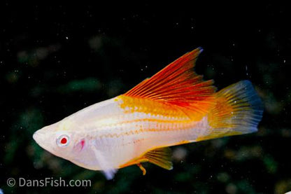 Albino Pineapple High-fin Swordtail, Male