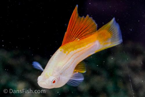 Albino Pineapple High-fin Swordtail, Male