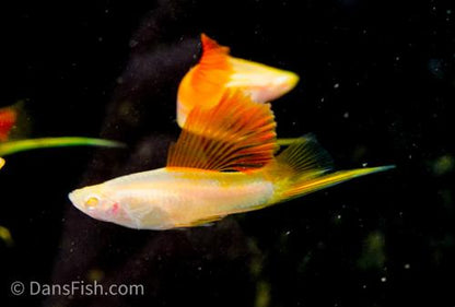 Albino Pineapple High-fin Swordtail, Male