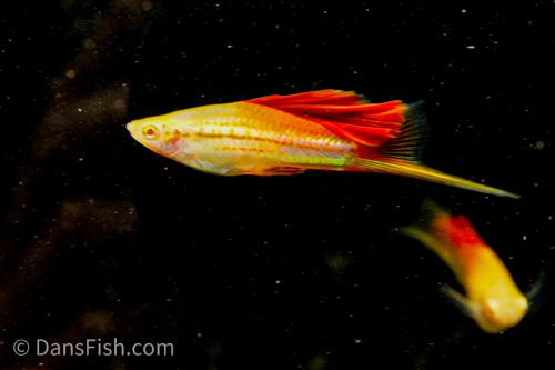 Albino Pineapple High-fin Swordtail, Male