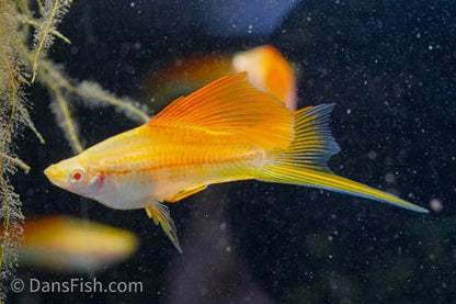Albino Pineapple High-fin Swordtail, Male