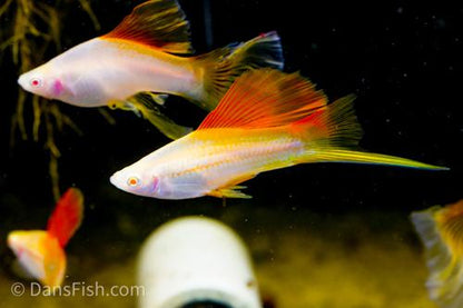 Albino Pineapple High-fin Veiltail Swordtail, Male