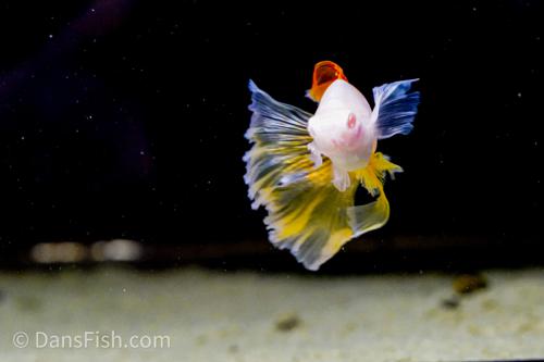 Albino Pineapple High-fin Veiltail Swordtail, Male