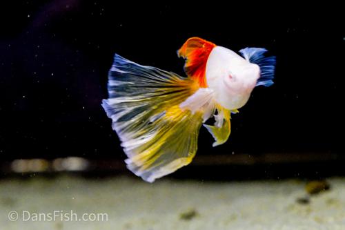 Albino Pineapple High-fin Veiltail Swordtail, Male
