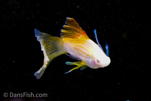 Albino Pineapple High-fin Veiltail Swordtail, Male