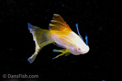 Albino Pineapple High-fin Veiltail Swordtail, Male