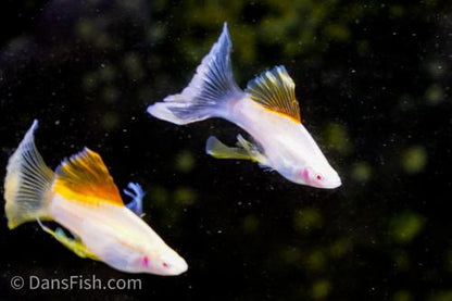 Albino Pineapple High-fin Veiltail Swordtail, Male