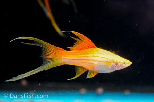 Albino Pineapple Lyretail Swordtail, Trio (1M2F)