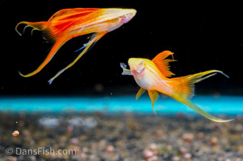 Albino Pineapple Lyretail Swordtail, Trio (1M2F)