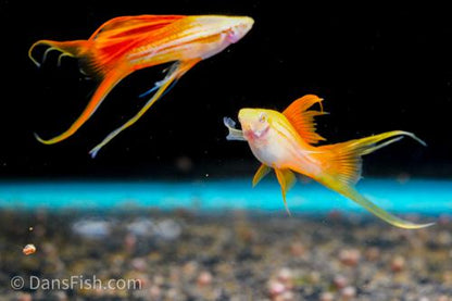 Albino Pineapple Lyretail Swordtail, Trio (1M2F)