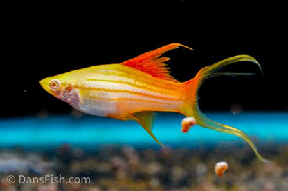 Albino Pineapple Lyretail Swordtail, Trio (1M2F)