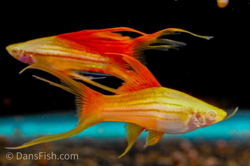 Albino Pineapple Lyretail Swordtail, Trio (1M2F)