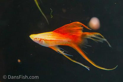 Albino Pineapple Lyretail Swordtail, Trio (1M2F)