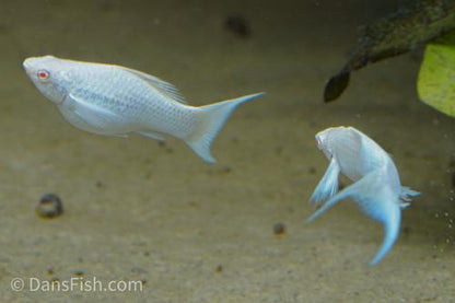 Albino Platinum Lyretail Molly, Pair (1M1F)