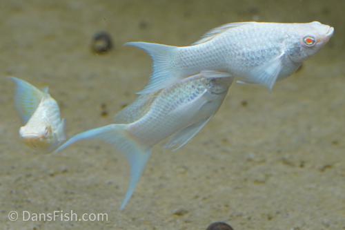 Albino Platinum Lyretail Molly, Pair (1M1F)