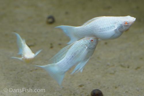 Albino Platinum Lyretail Molly, Pair (1M1F)