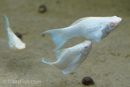 Albino Platinum Lyretail Molly, Pair (1M1F)
