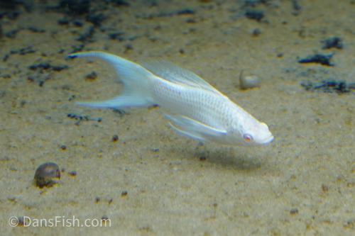 Albino Platinum Lyretail Molly, Pair (1M1F)