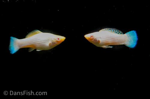 Albino Platinum Molly, Pair (1M1F)