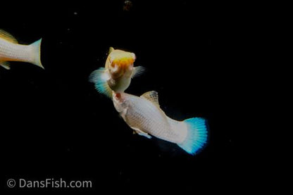 Albino Platinum Molly, Pair (1M1F)