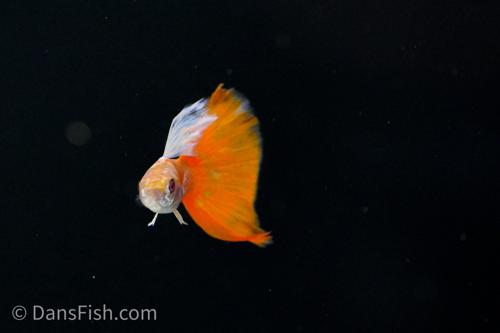 Albino Platinum Redtail Guppy, Trio (1M2F)