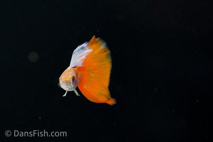 Albino Platinum Redtail Guppy, Trio (1M2F)