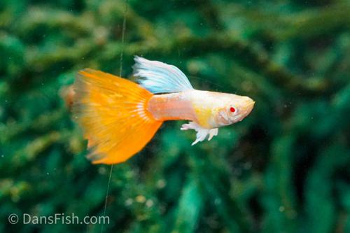 Albino Platinum Redtail Guppy, Trio (1M2F)