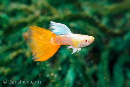 Albino Platinum Redtail Guppy, Trio (1M2F)
