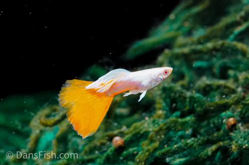 Albino Platinum Redtail Guppy, Trio (1M2F)